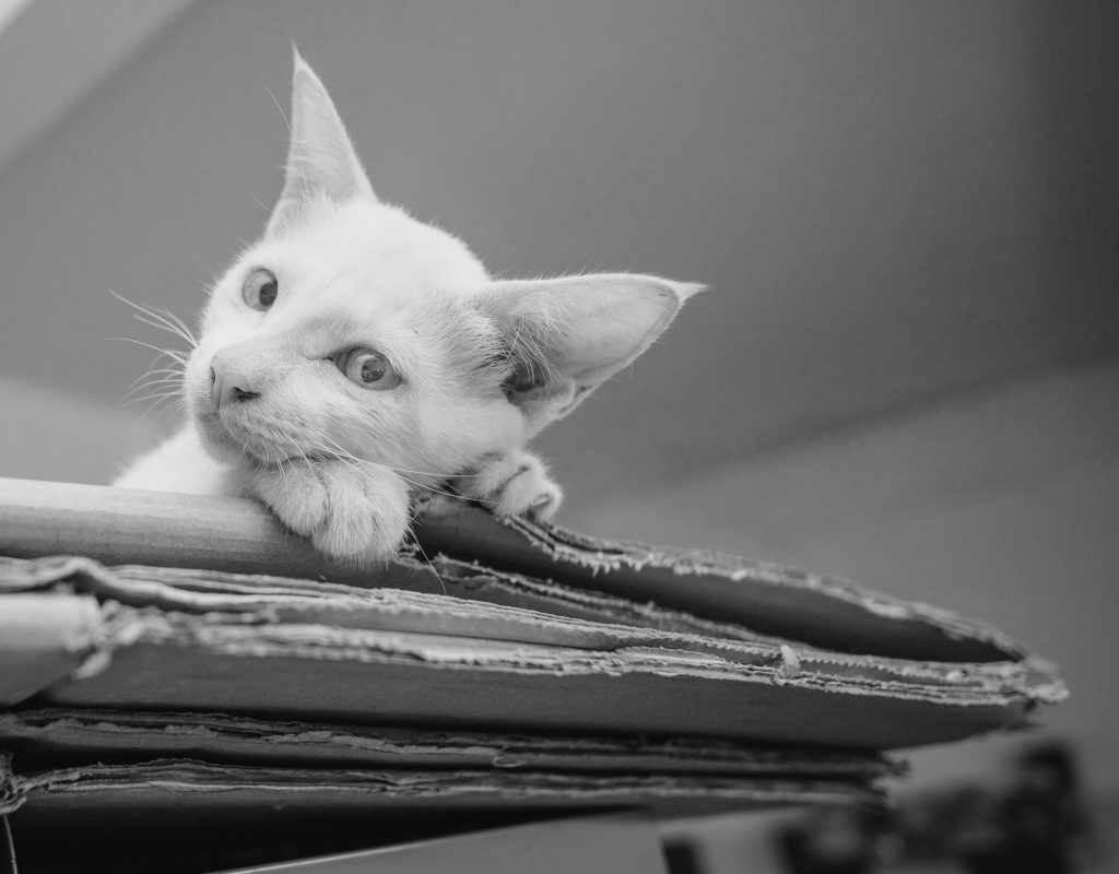 katze auf kartons
